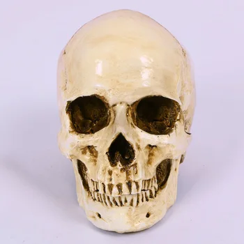 Žmogaus kaukolės kopija 1: 1 derva modelis meno mokymo modelis ir stebėti, naudojant realaus dydžio