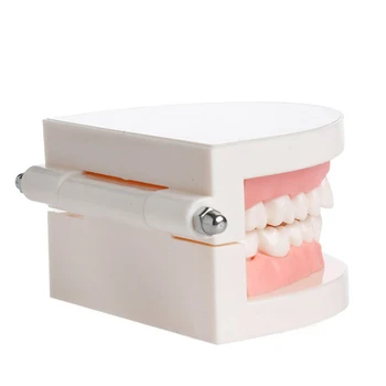 1 Vnt Dantų Mokymosi, Mokymo Dantų Modelio Dantų Priežiūros, Švietimo Stomatologas Įranga, Burnos Priežiūra, Dantų Pelėsių Valymas Mokymo Modelį