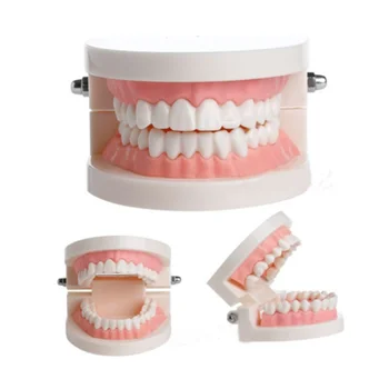 1 Vnt Dantų Mokymosi, Mokymo Dantų Modelio Dantų Priežiūros, Švietimo Stomatologas Įranga, Burnos Priežiūra, Dantų Pelėsių Valymas Mokymo Modelį