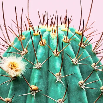 Šviežių Cactuss Sienos Menas Spausdinti ir Plakato Šiaurės Drobė Meno Tapybos Sienos Nuotraukas, Mergaitės Kambario Apdaila